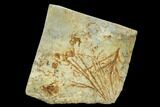 Fossil Cyprus (Taxodium) Fronds - Montana #120782-1
